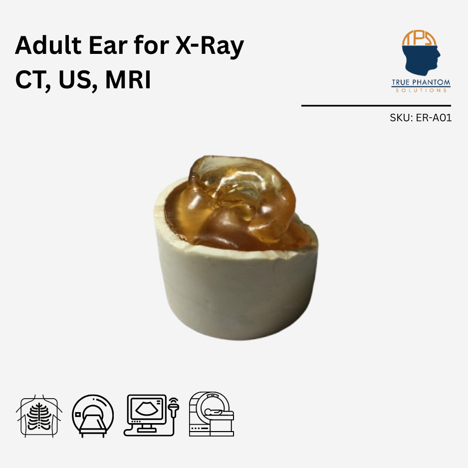 Adult Ear for X-Ray CT, US, MRI