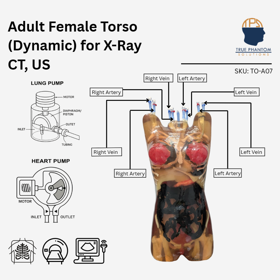 Adult Female Torso (Dynamic) for X-Ray CT, US