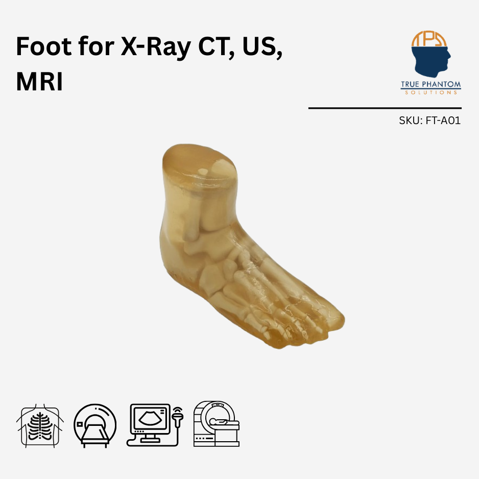Adult Foot for X-Ray CT, US, MRI
