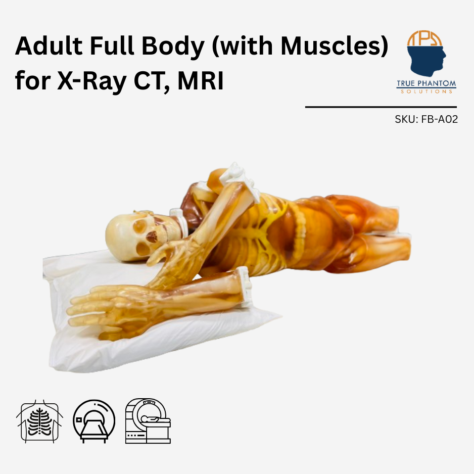 Adult Full Body with Muscles for X-Ray CT, MRI