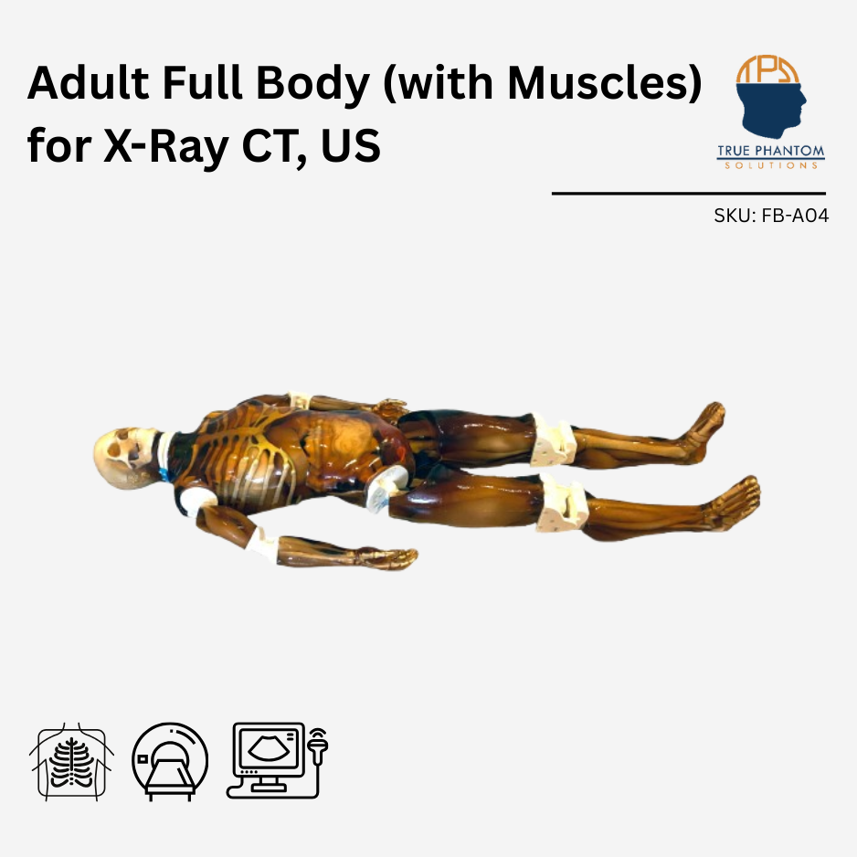 Adult Full Body with Muscles for X-Ray CT, US