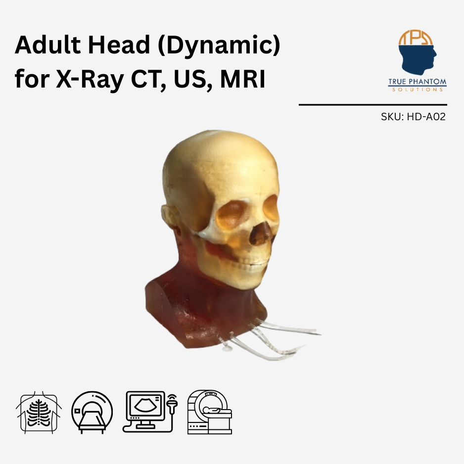 Adult Head (Dynamic) for X-Ray CT, US, MRI
