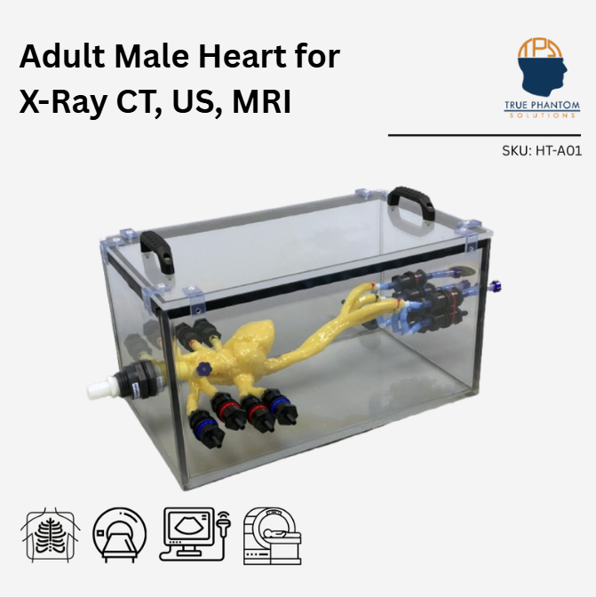 Adult Male Heart for X-Ray CT, US, MRI