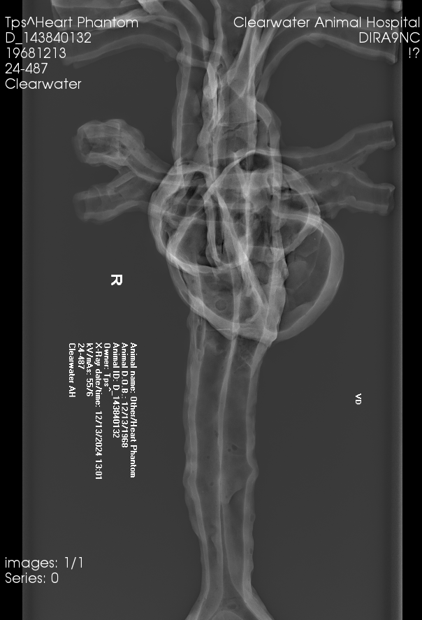 X-Ray Scans