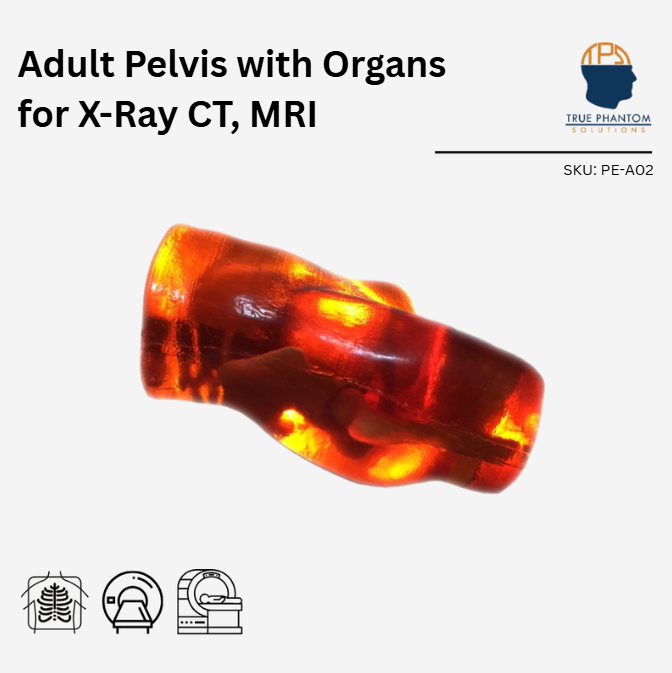 Adult Pelvis with Organs for X-Ray CT, MRI