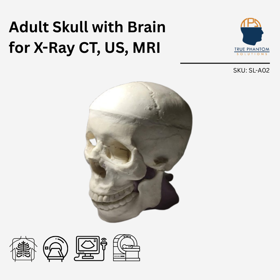 Adult Skull with Brain for X-Ray CT, US, MRI