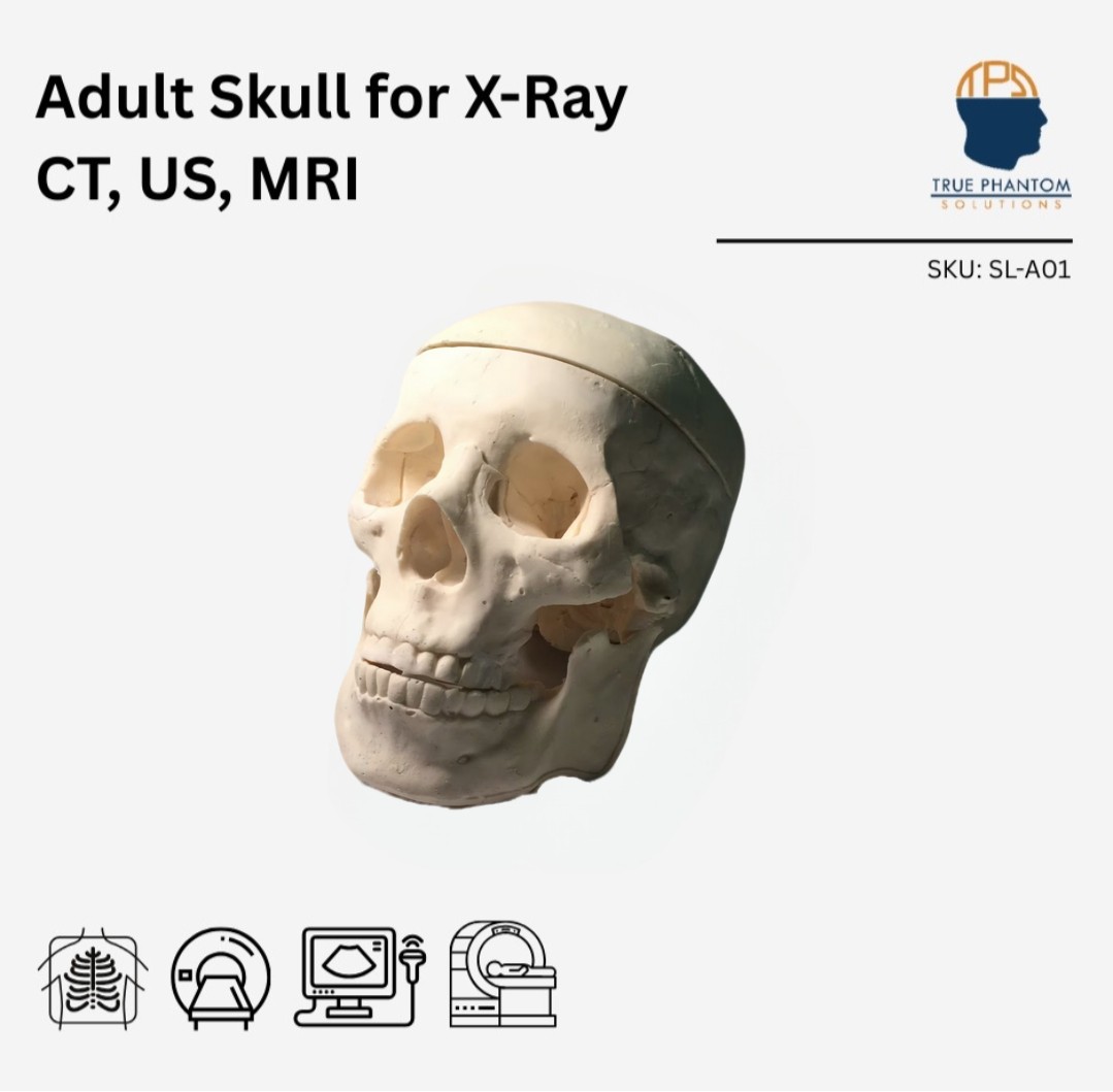 Adult Skull for X-Ray CT, US, MRI