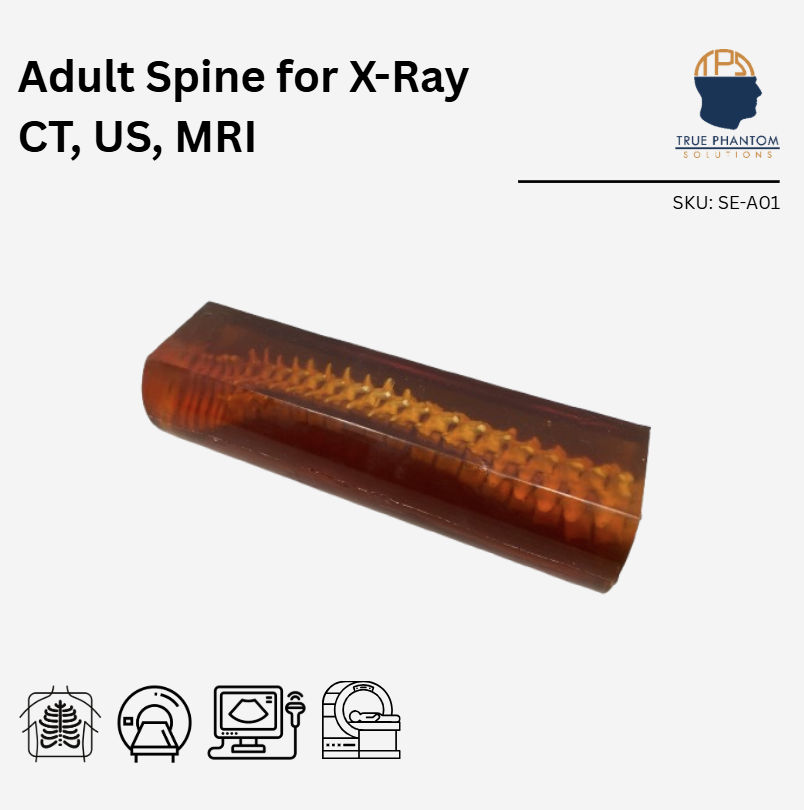 Adult Spine for X-Ray CT, MRI