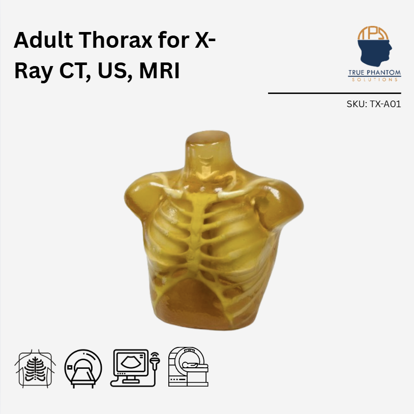 Adult Thorax Phantom for X-Ray CT, US, MRI