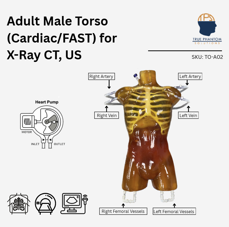 Adult Torso (Cardiac/FAST) for X-Ray CT, US
