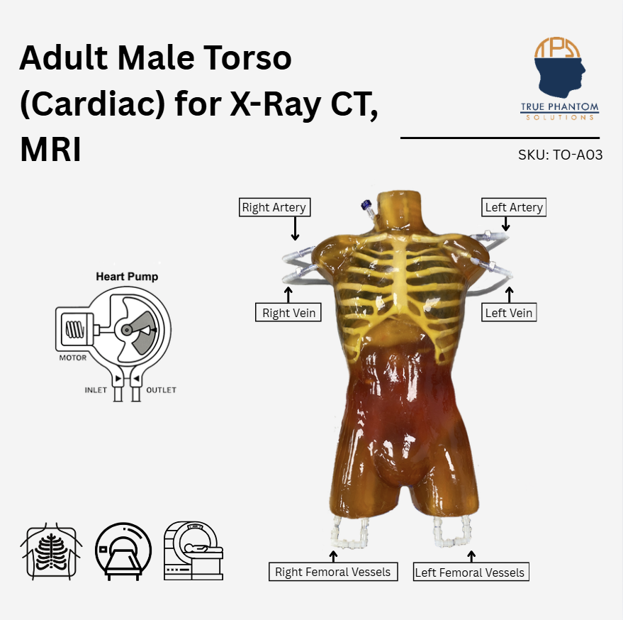 Adult Torso (Cardiac) for X-Ray CT, MRI