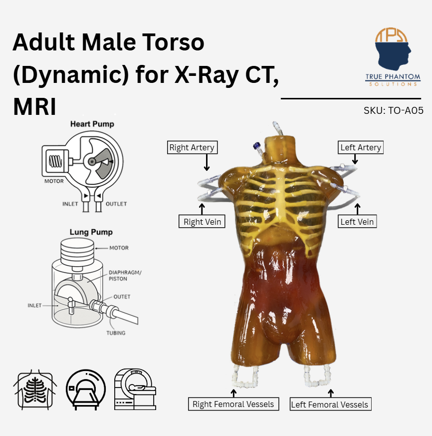 Adult Torso (Dynamic) for X-Ray CT, MRI