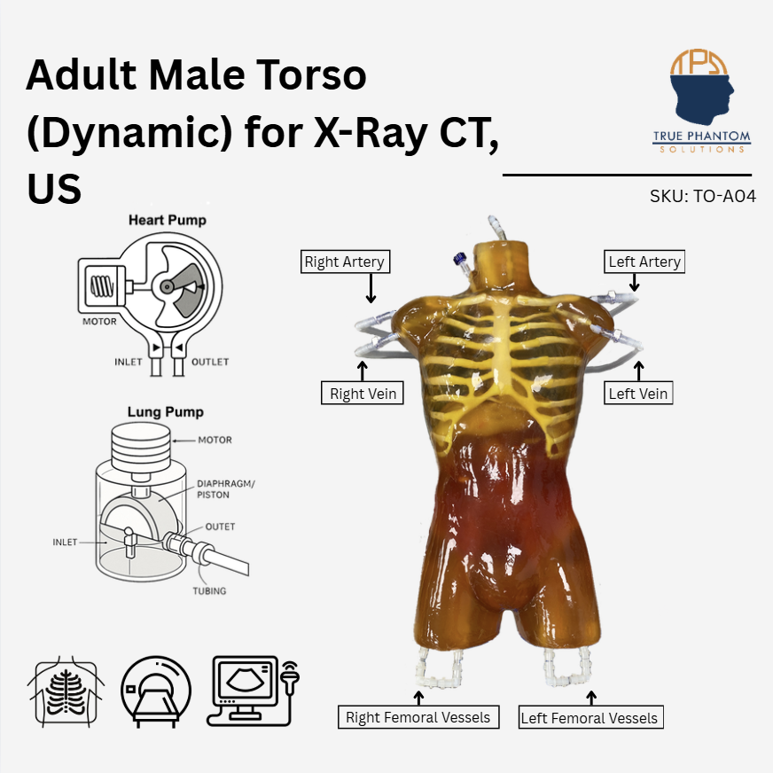 Adult Torso (Dynamic) for X-Ray CT, US