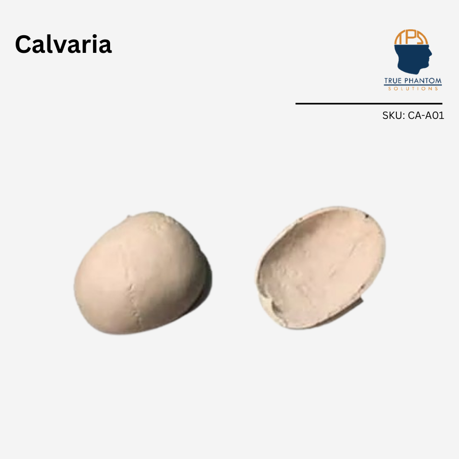 Calvaria