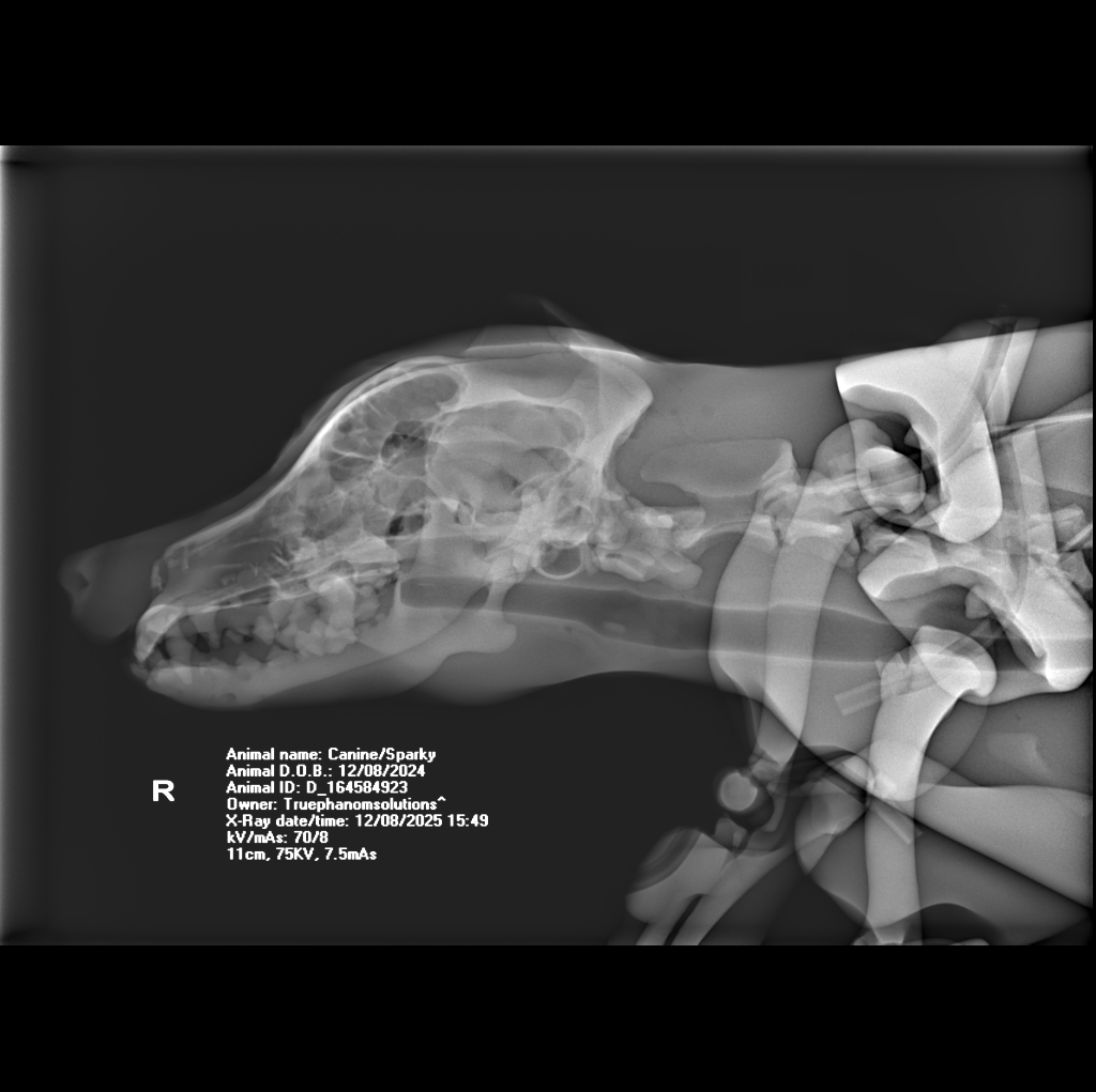 X-Ray Scans