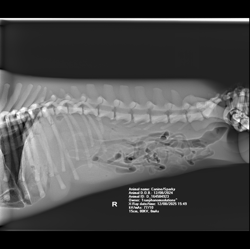 X-Ray Scans