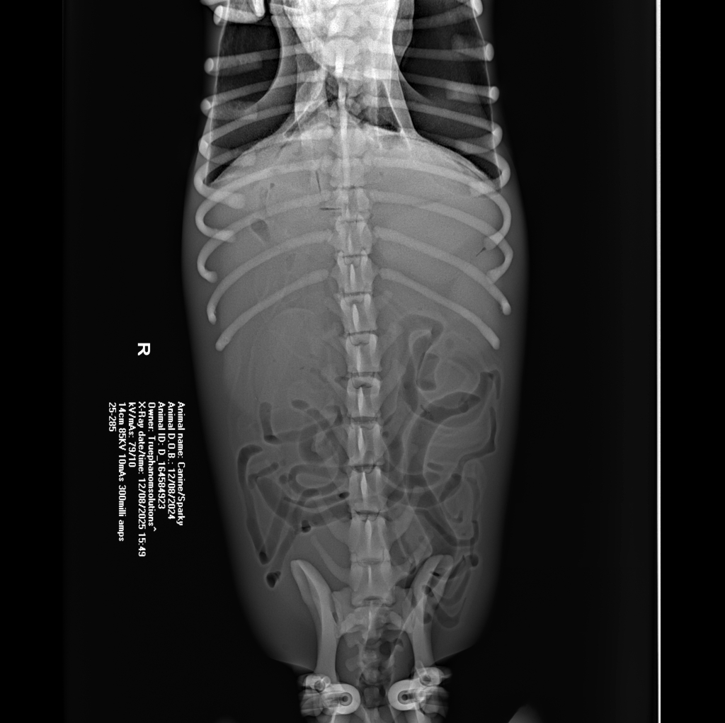 X-Ray Scans