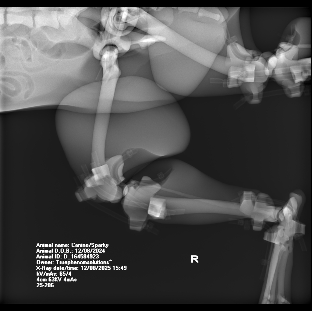 X-Ray Scans