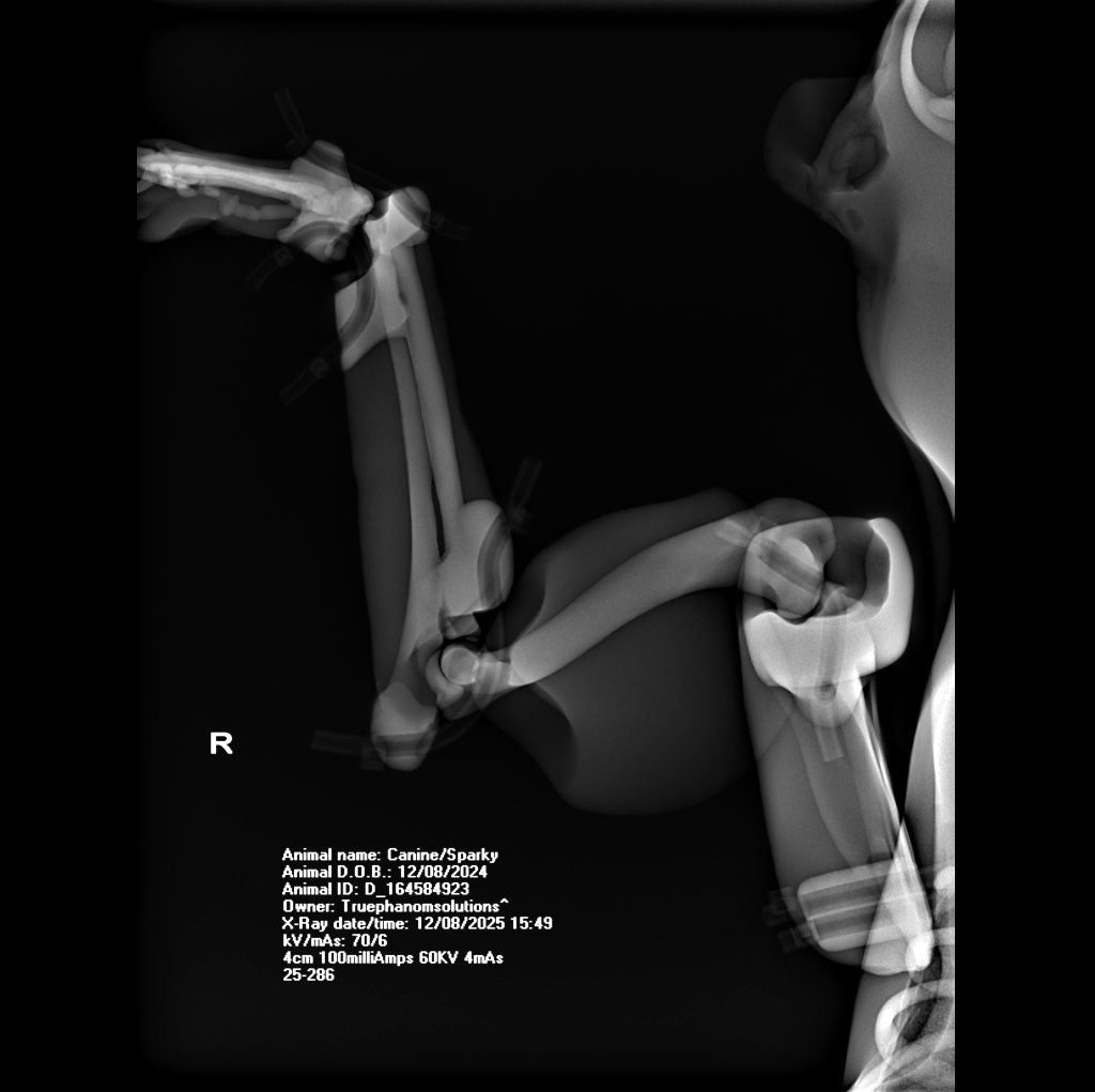 X-Ray Scans