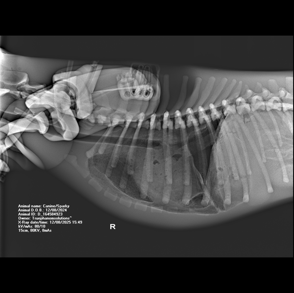 X-Ray Scans