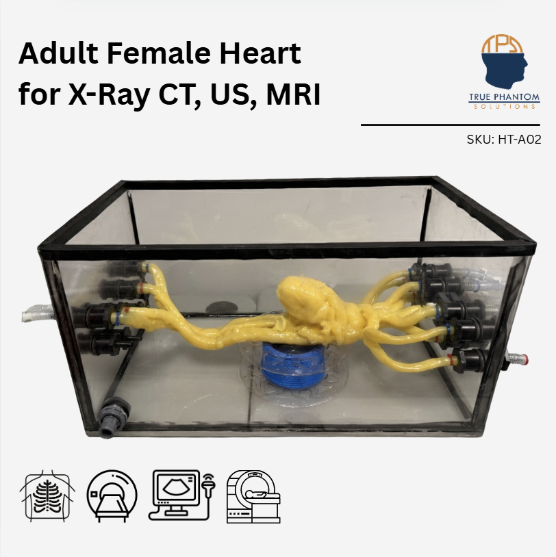 Adult Female Heart for X-Ray CT, US, MRI
